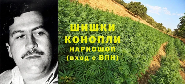 прущие грибы Михайловск