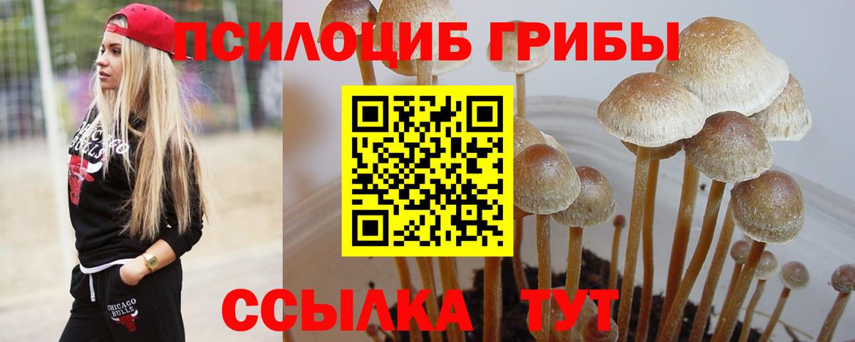 купить   Калуга  Псилоцибиновые грибы GOLDEN TEACHER 